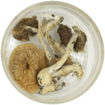 African Cubensis (Panaeolus africanus) | Fungalfriend Canada
