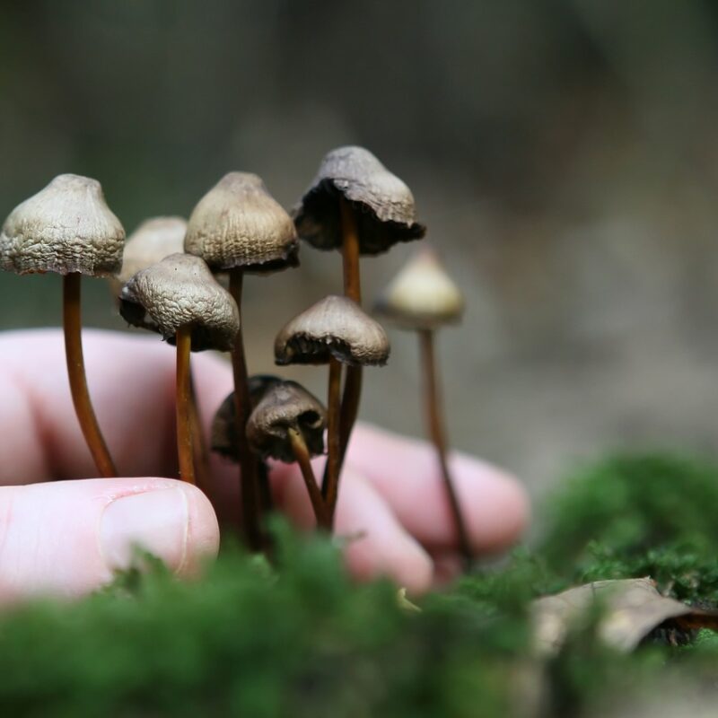 Guide to Magic Mushrooms | Fungalfriend Canada