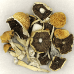 Penis Envy Cubensis | Fungalfriend Canada