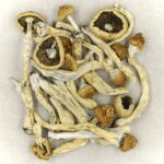 Texas Yellow Cap | Fungalfriend Canada