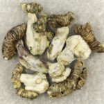 White Burma | Fungalfriend Canada