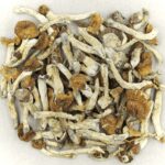 Florida White | Fungalfriend Canada