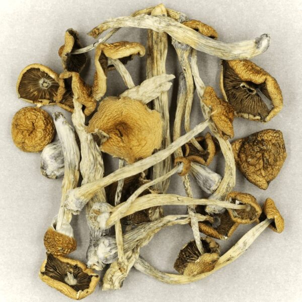 Mazatapec | Fungalfriend Canada