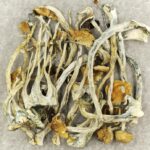 Amazonian Cubensis | Fungalfriend Canada