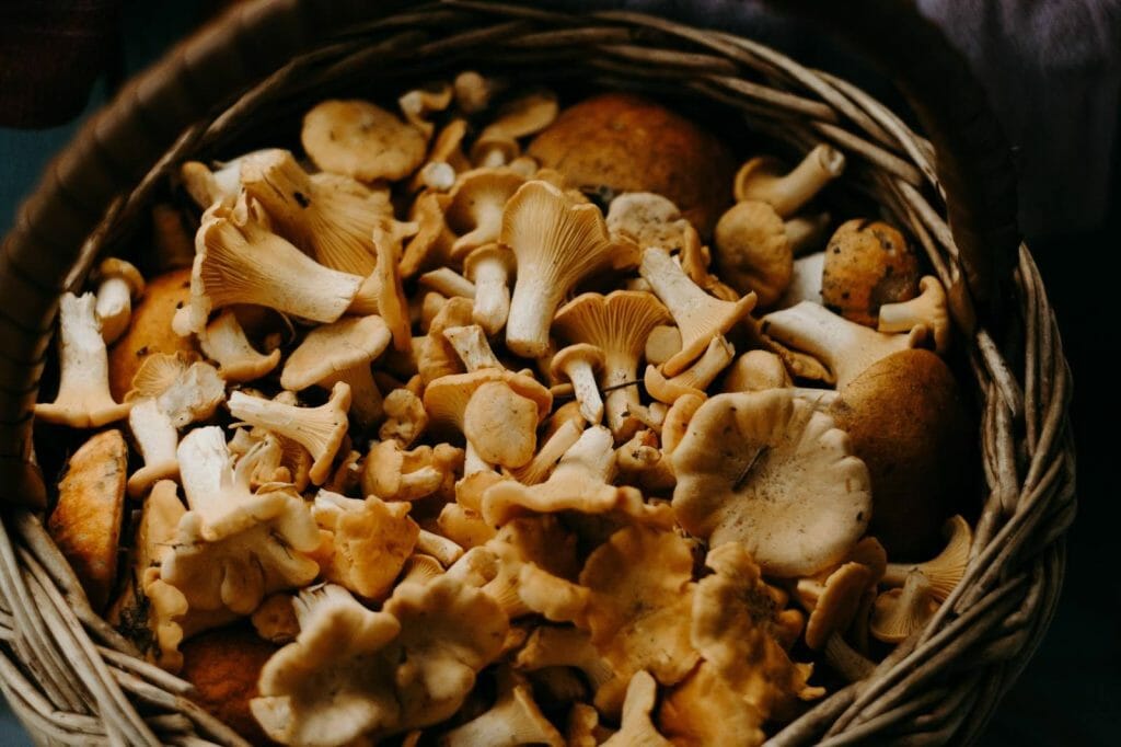 How to Store Shrooms Properly Buy shrooms online Fungalfriend Canada
