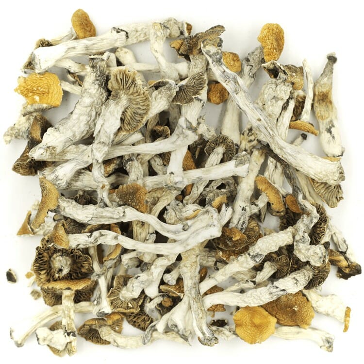What are the Best Shrooms Online? Mush Golden Teacher at Fungalfriend Canada