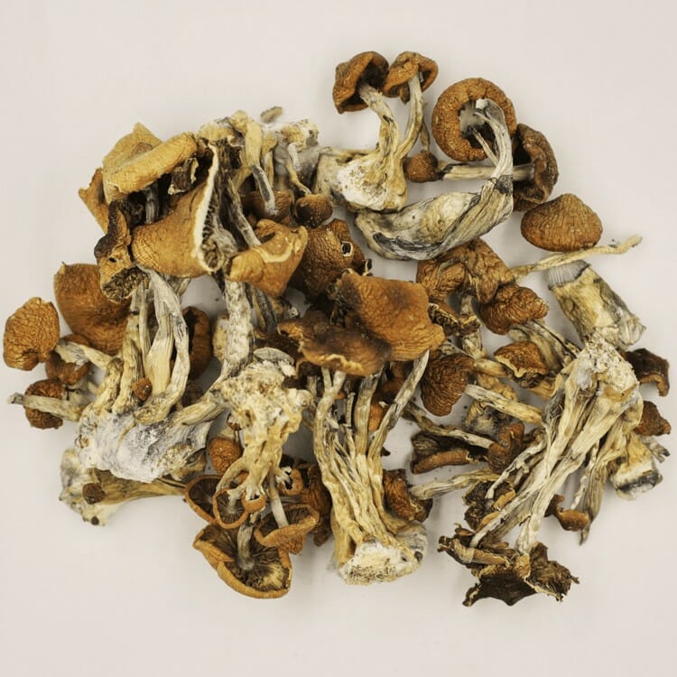 Psilocybe Cubensis at Fungalfriend Canada