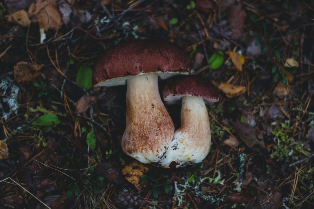Looking for High-Quality Magic Mushrooms? Choose Fungalfriend Canada Amazonian Cubensis at Fungalfriend Canada