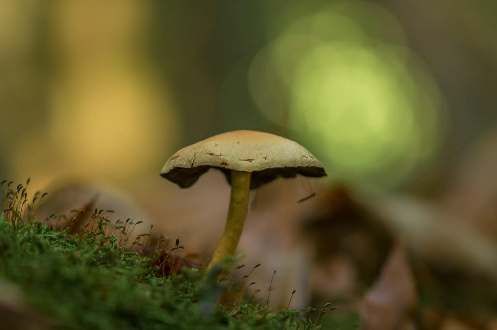 Sourcing High-Quality Magic Mushrooms psilocybe cubensis at Fungalfriend Canada