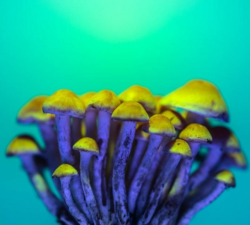LSD Edibles | Fungalfriend Canada