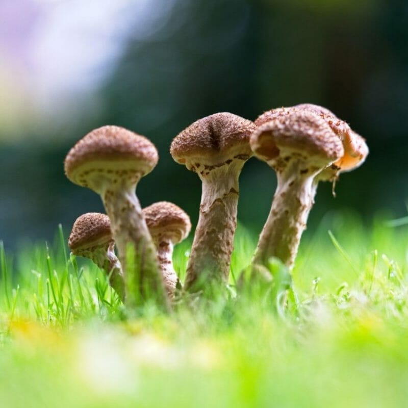 Mushroom Dispensary | Fungalfriend Canada