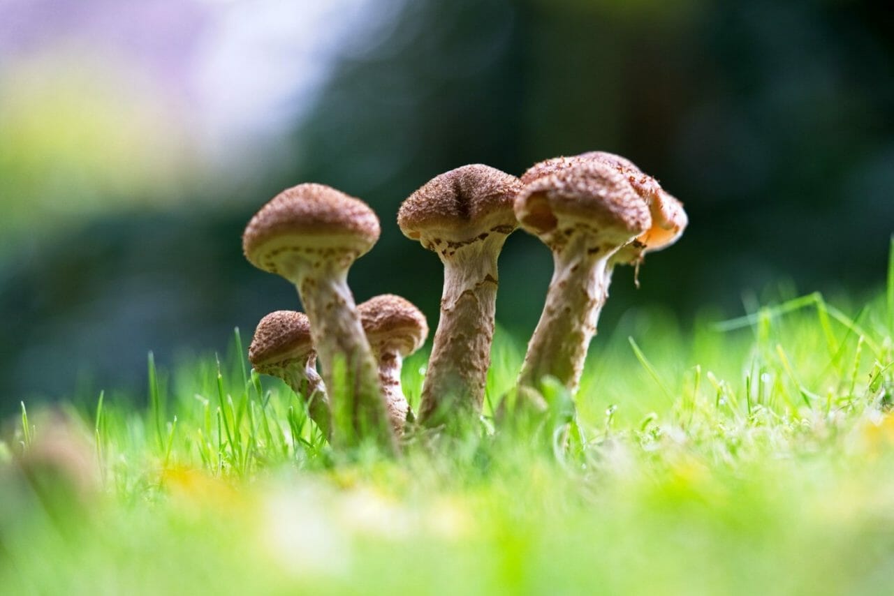What Makes a Mushroom Dispensary an Excellent Choice?