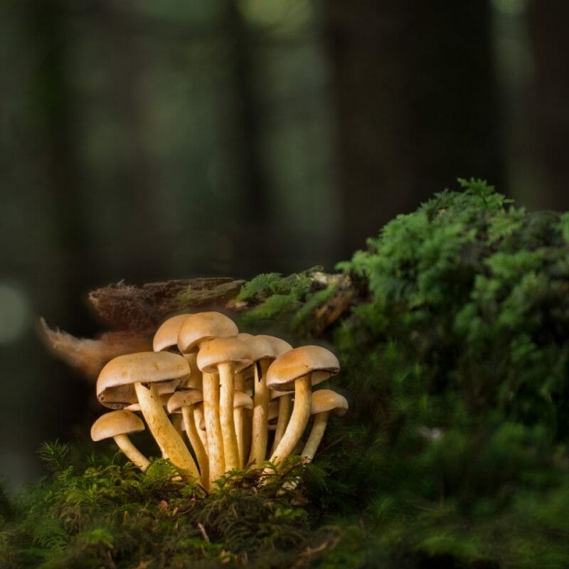 Strongest Mushroom Strains | Fungalfriend Canada