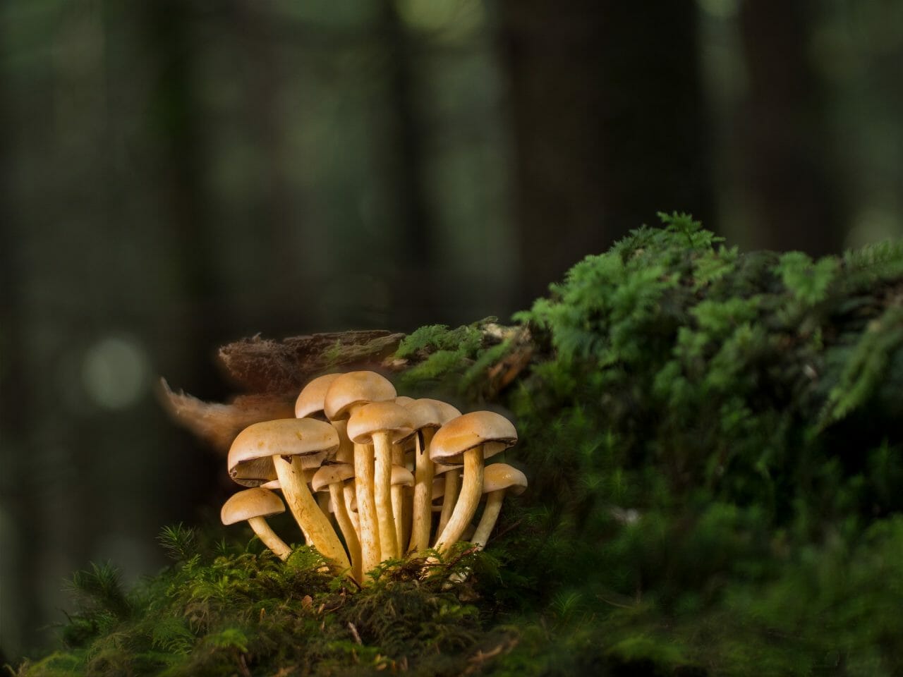 The Ranking of the Most Potent Magic Mushrooms
