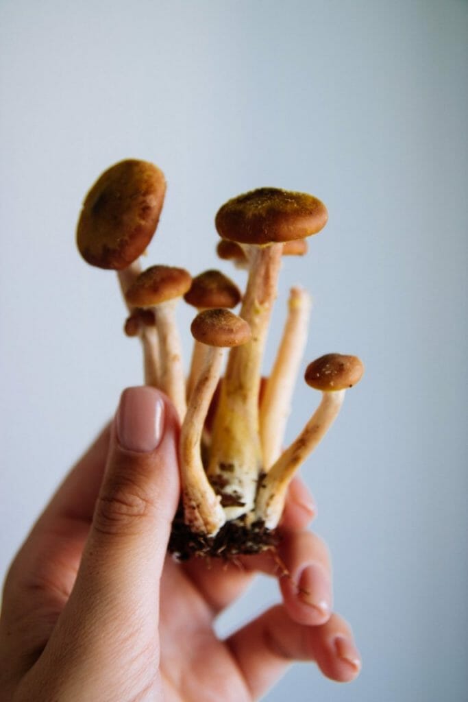 Mushroom dispensary benefits