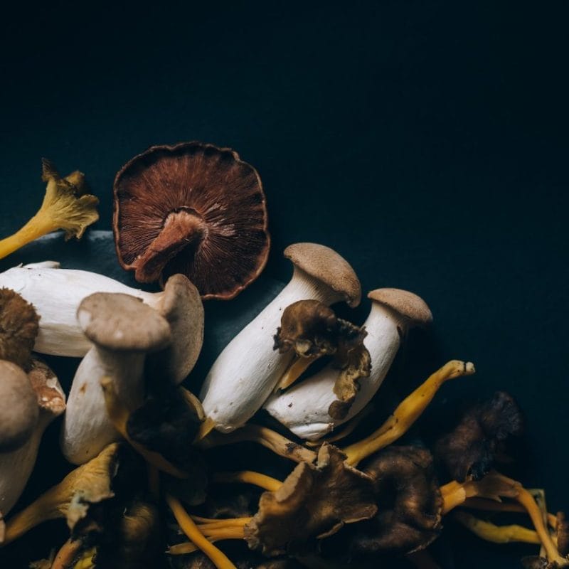 Dried Shrooms | Fungalfriend Canada
