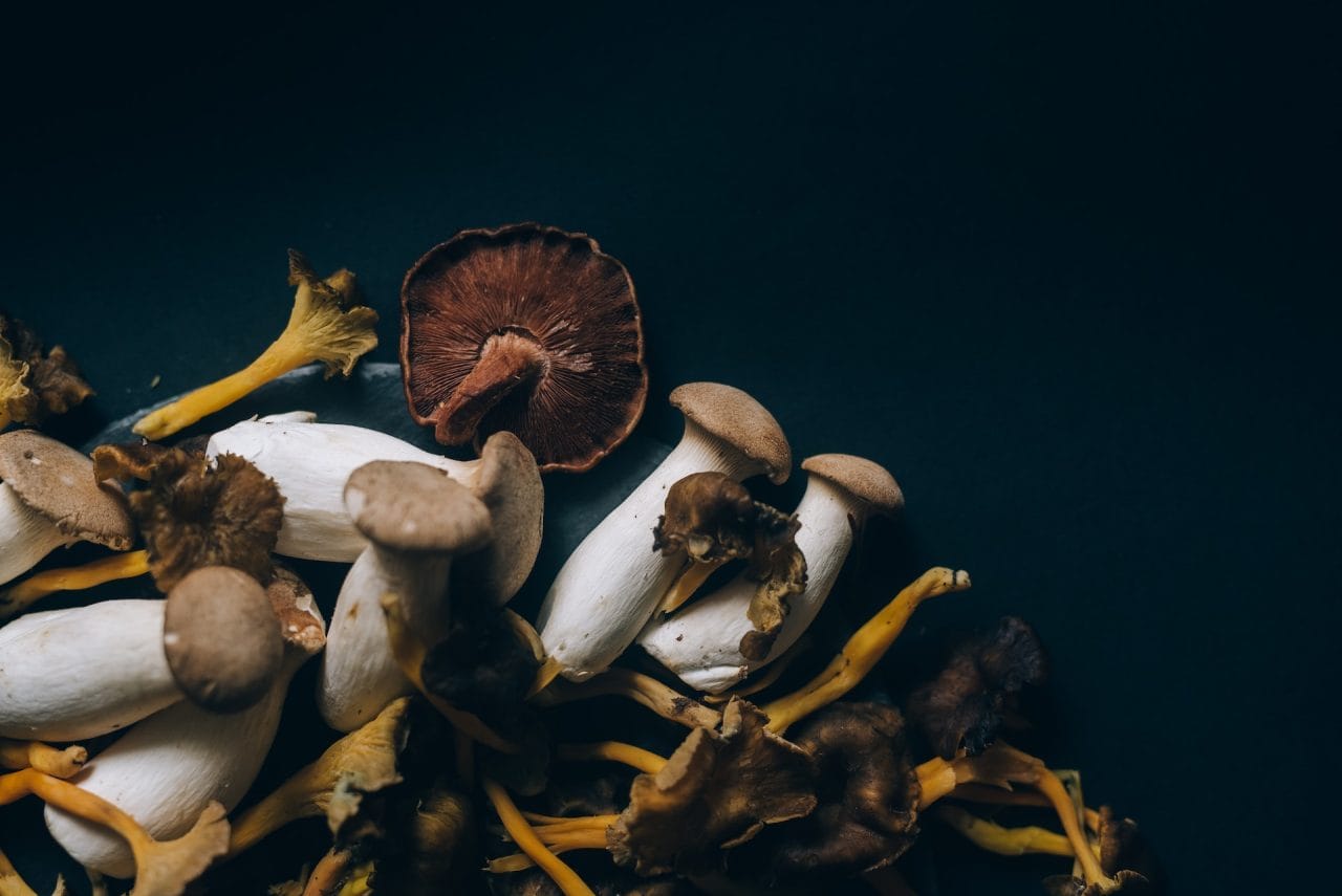Studies Indicate that Dehydrated Psychedelic Mushrooms Trigger a Sensation Comparable to a ‘Lucid Dream’