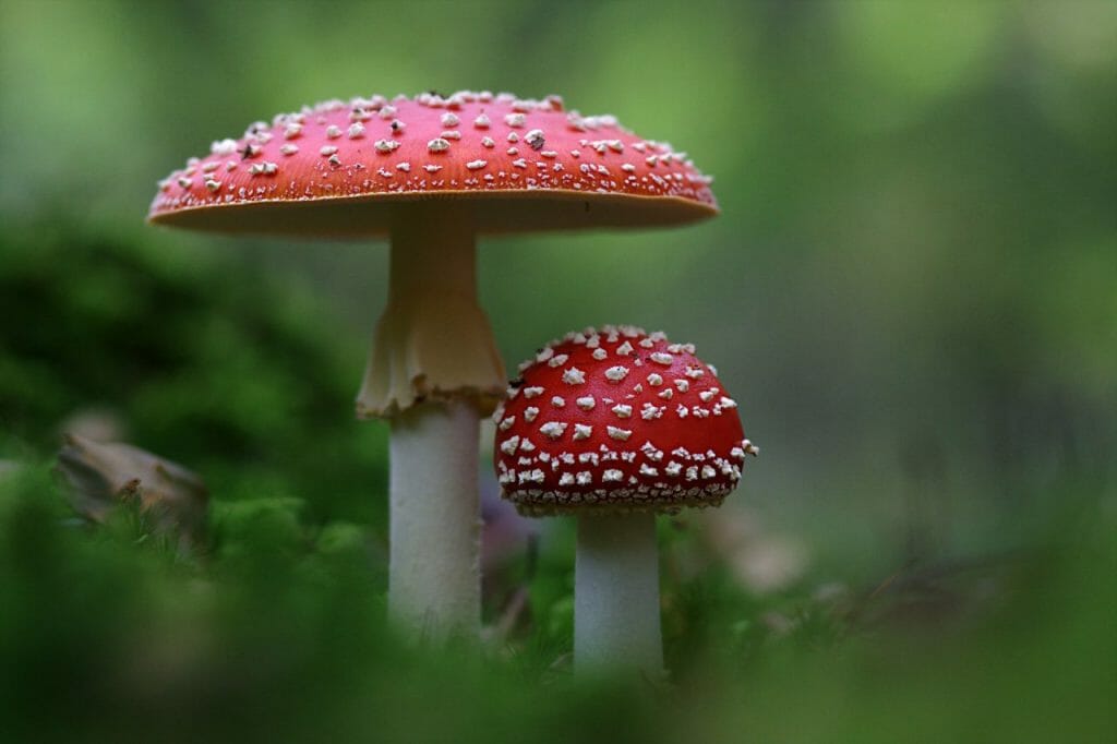 Varied Shroom Products From Magic Mushroom Dispensary Magic Mushroom Dispensary