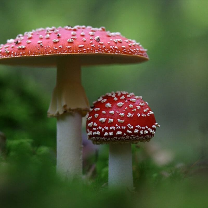 Magic Mushrooms Canada | Fungalfriend Canada