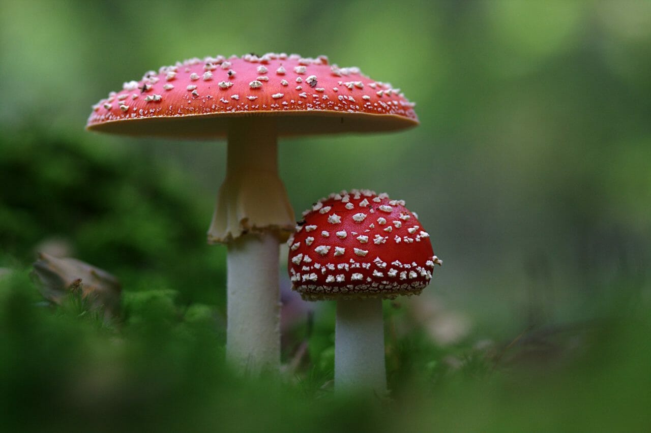The Emergence of Magic Mushrooms in Canada: Top Picks to Explore