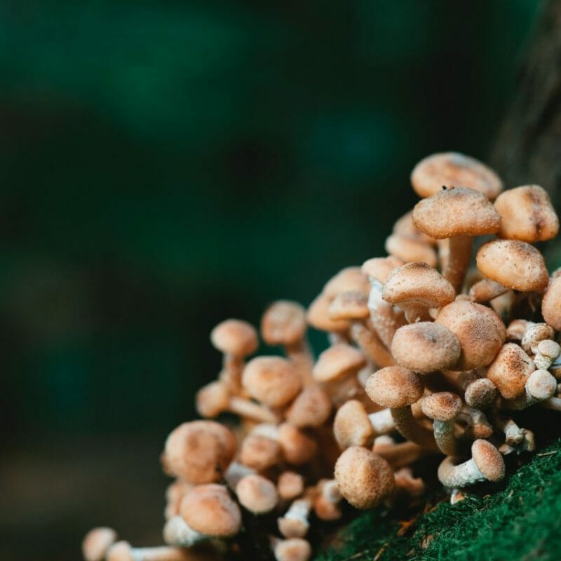 Mushroom Dispensary - Zoomies | Fungalfriend Canada
