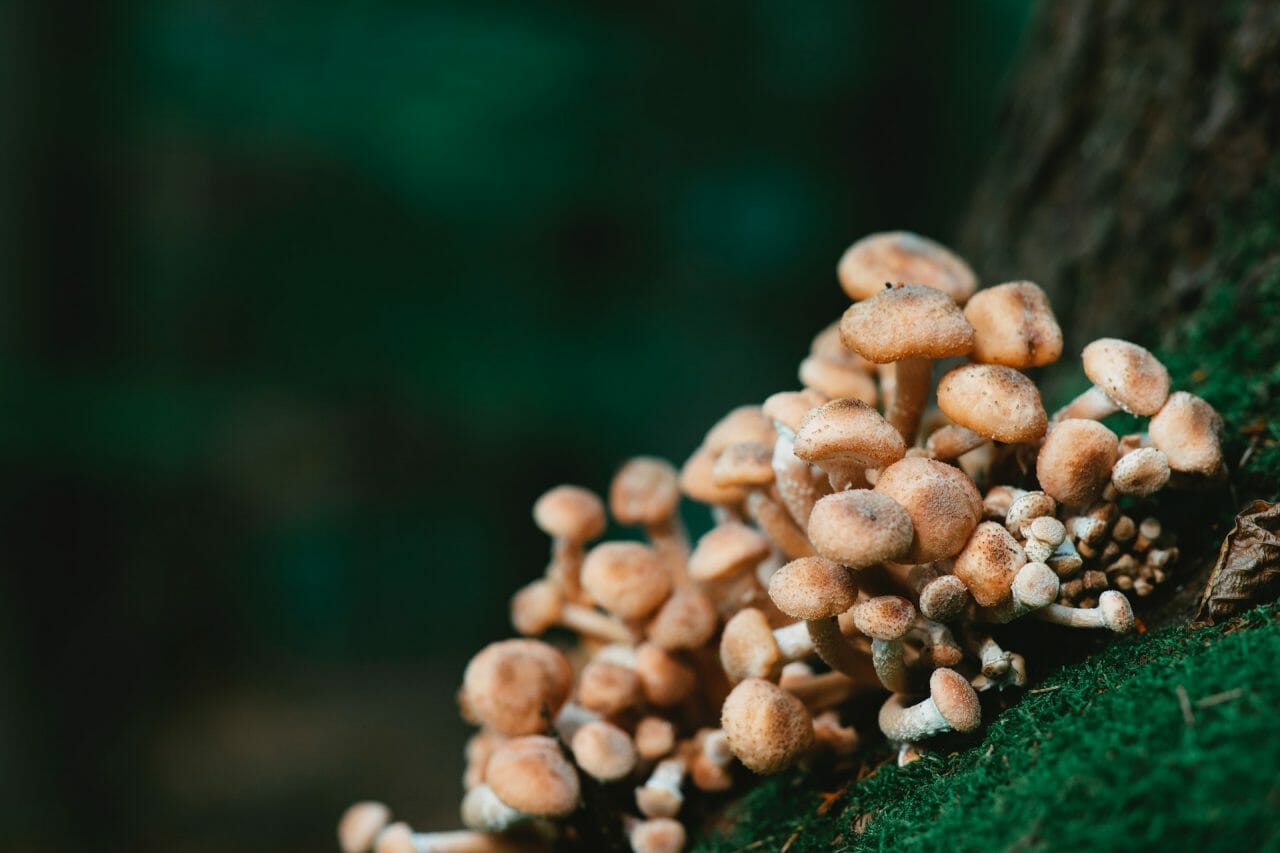 Exploring Mushroom Dispensary’s Role in Depression Treatment