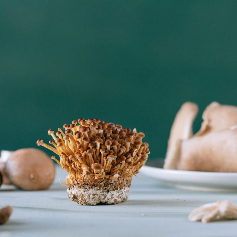 Buy Magic Mushroom | Fungalfriend Canada