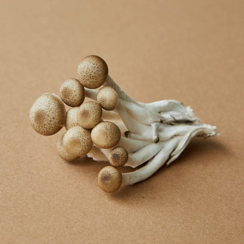 strongest mushroom strain | Fungalfriend Canada