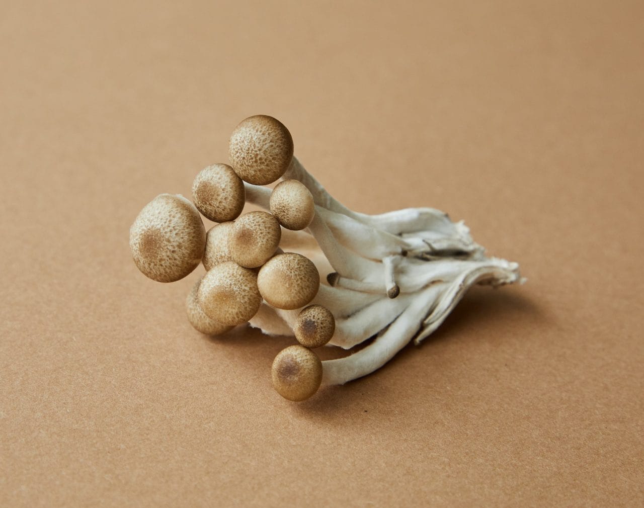A Comprehensive Examination of Penis Envy: The Most Potent Mushroom Strain