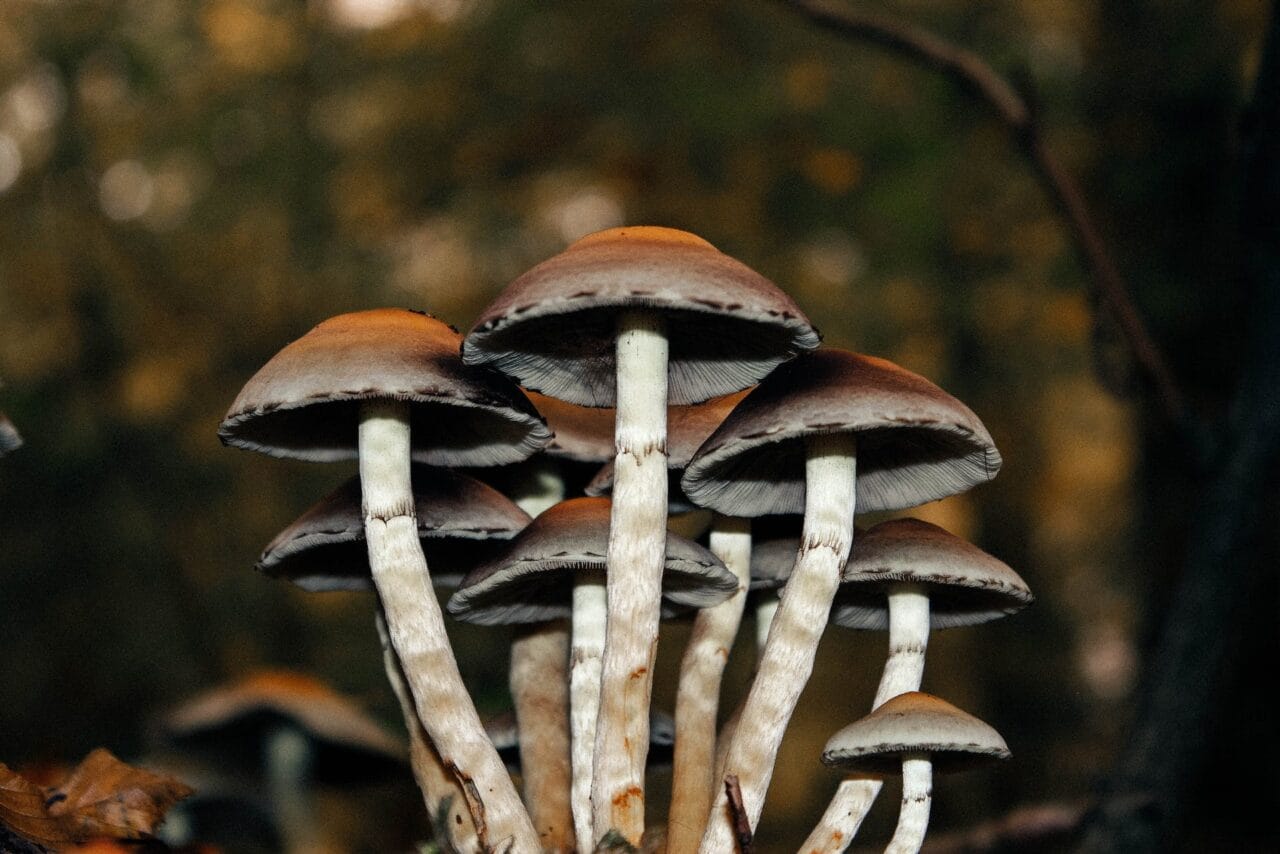 A Collection of Cases on Utilizing Microdose Mushrooms for Alleviating Chronic Pain