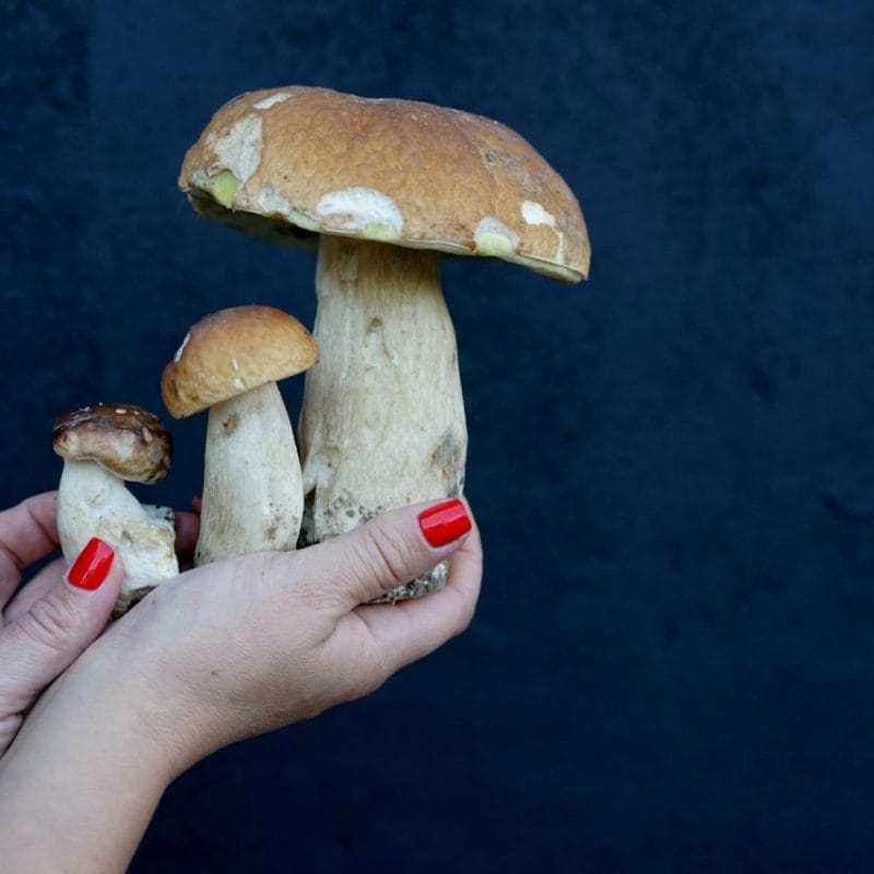 Shrooms Online | Fungalfriend Canada