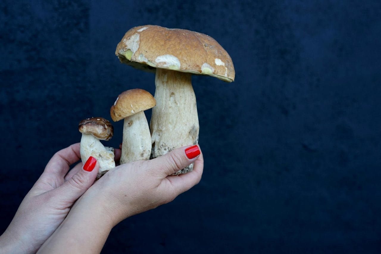 Top Five Mushrooms You Must Try Near Your Location