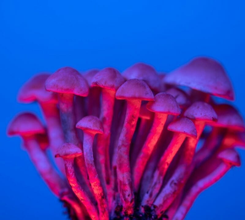 Shrooms Delivery in Canada | Fungalfriend Canada