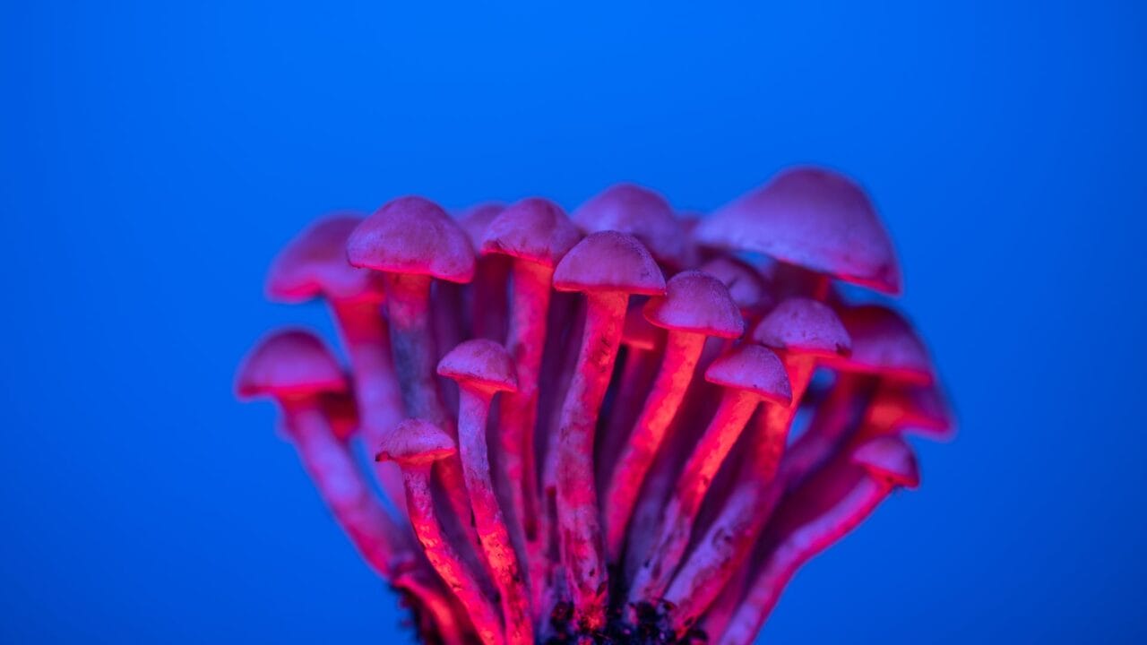 Delivery of Shrooms for Boosting Cognitive Abilities: Understanding the Advantages of Nootropics