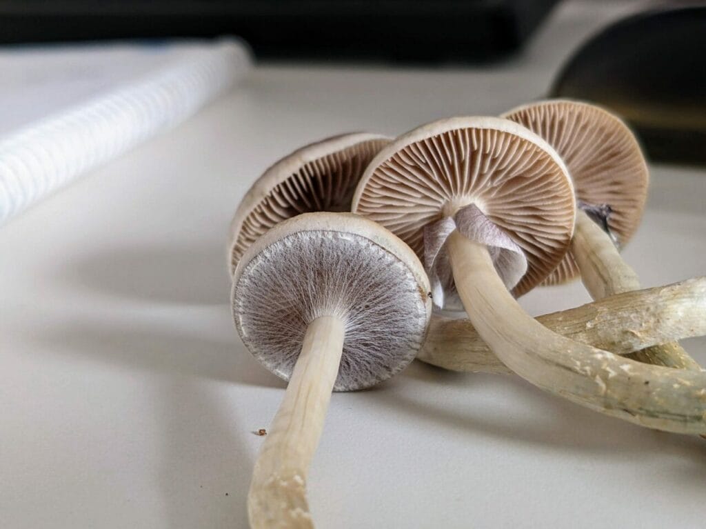 Magic Mushrooms at Fungalfriend Canada