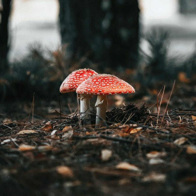 Shroom online delivery at Zoomies Canada | Fungalfriend Canada