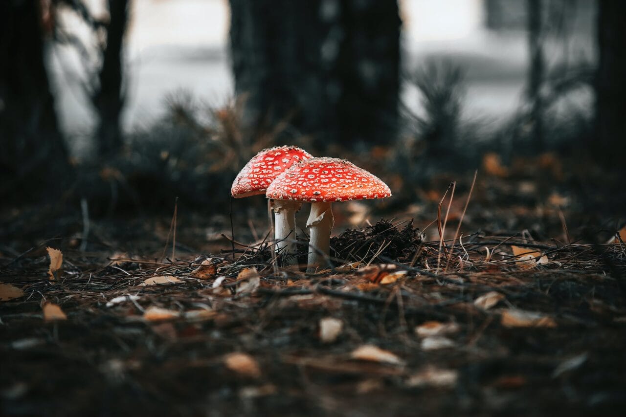 The Evolution of Psilocybin: Production, Studies, and Future Directions