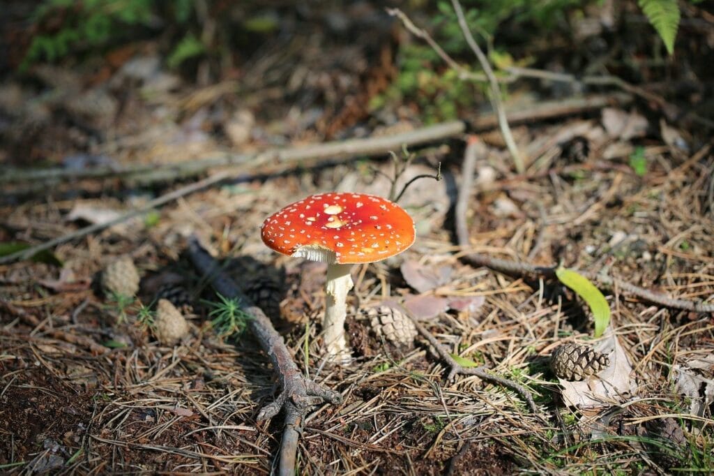 Shrooms Online