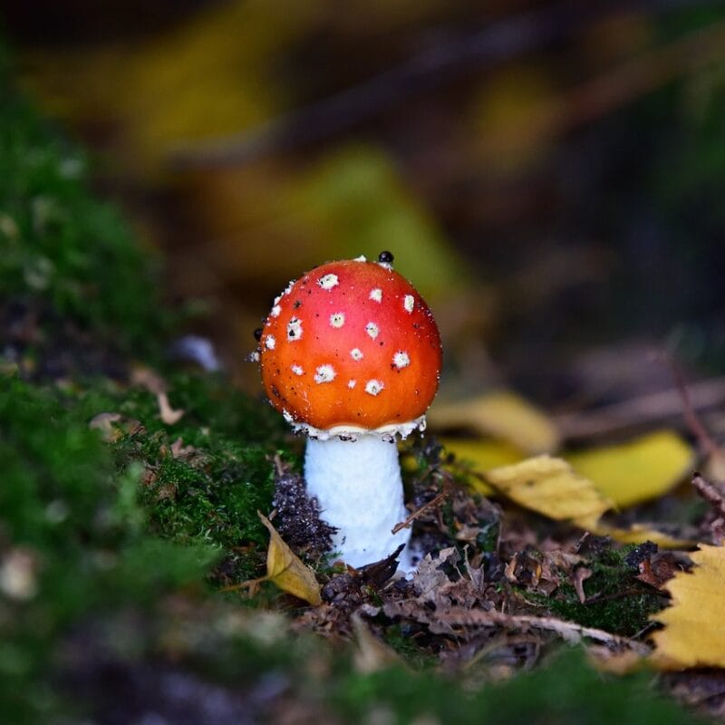 buy LSD online in Canada | Fungalfriend Canada