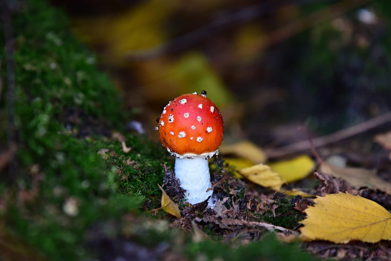 Could LSD Bring Happiness? Perspectives from Experts