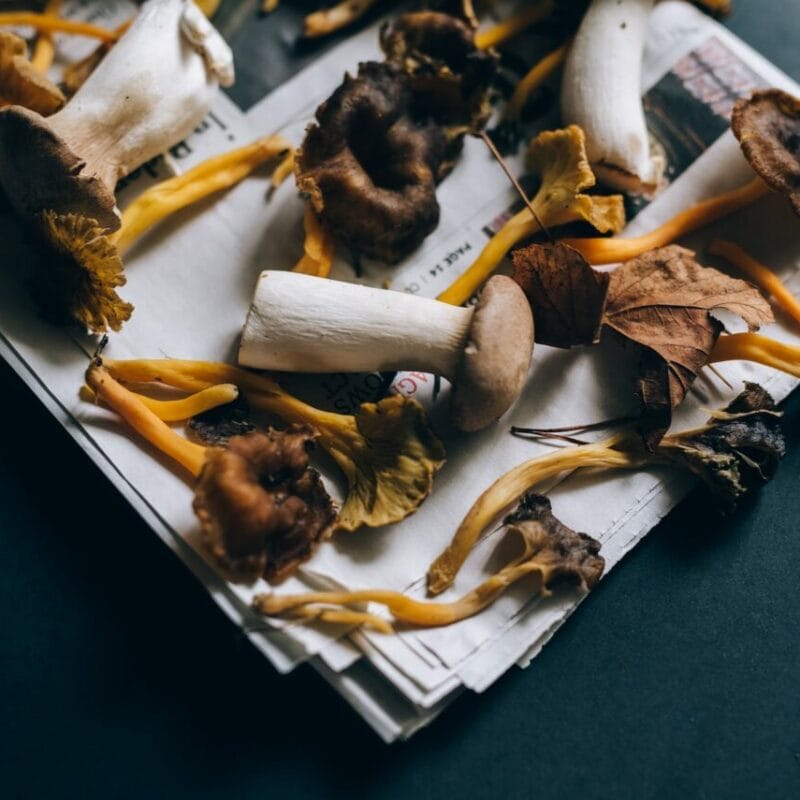 Mushroom chocolate at Zoomies Canada | Fungalfriend Canada