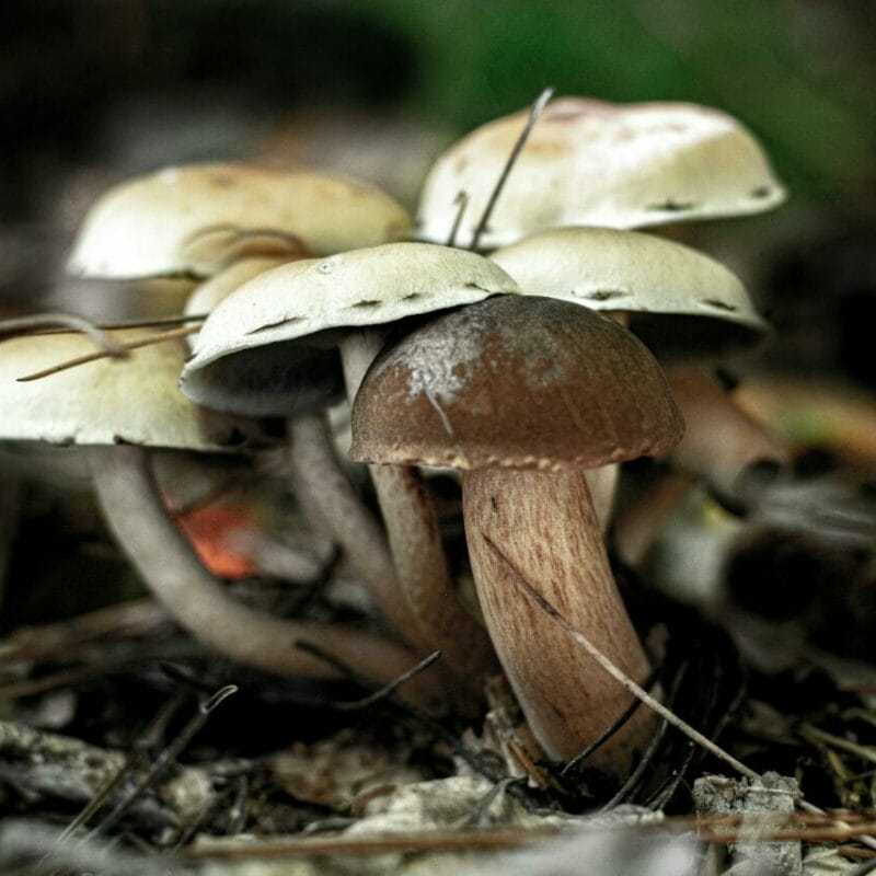 psilocybin mushroom | Fungalfriend Canada