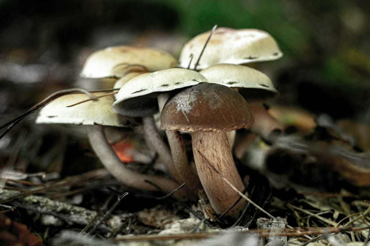 Comparing Brazilian and Costa Rican Magic Mushrooms: Which One Excels?