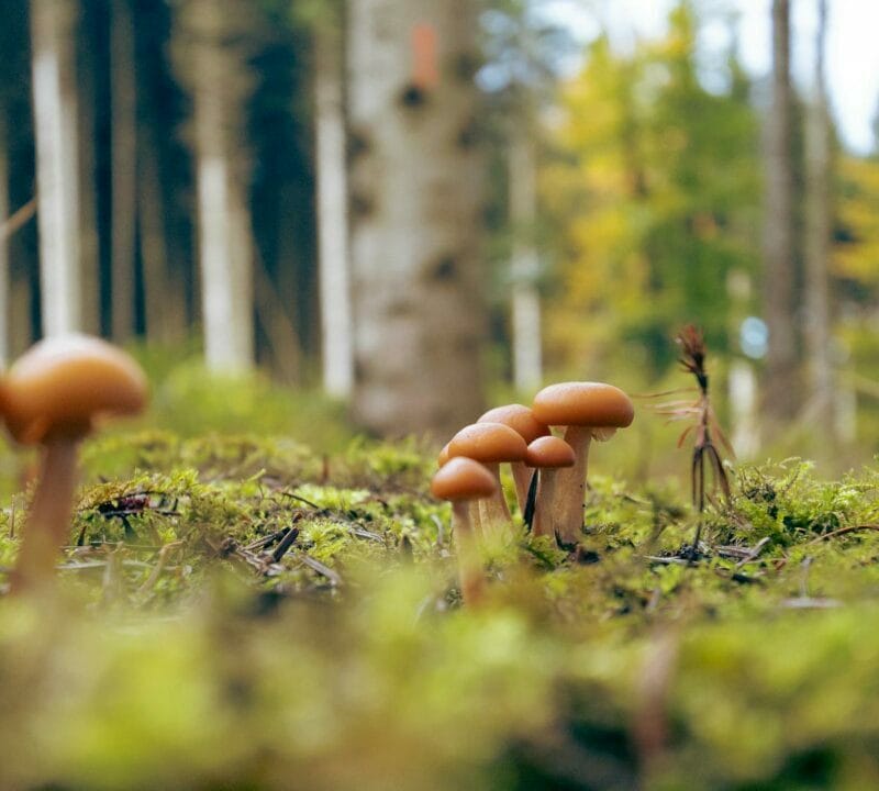 Magic Mushroom Dispensary | Fungalfriend Canada