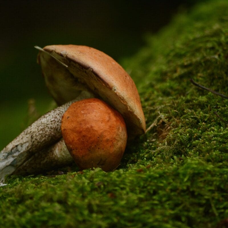 Mushroom Dispensary Vancouver | Fungalfriend Canada