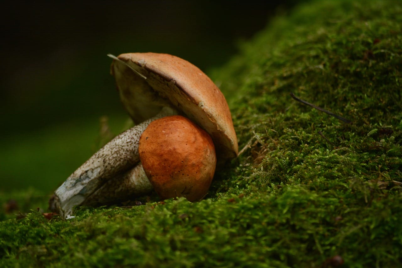 Vancouver’s Mushroom Dispensary: Five Fresh Shroom Varieties You Must Experience