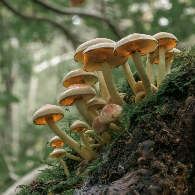 Shrooms online | Fungalfriend Canada