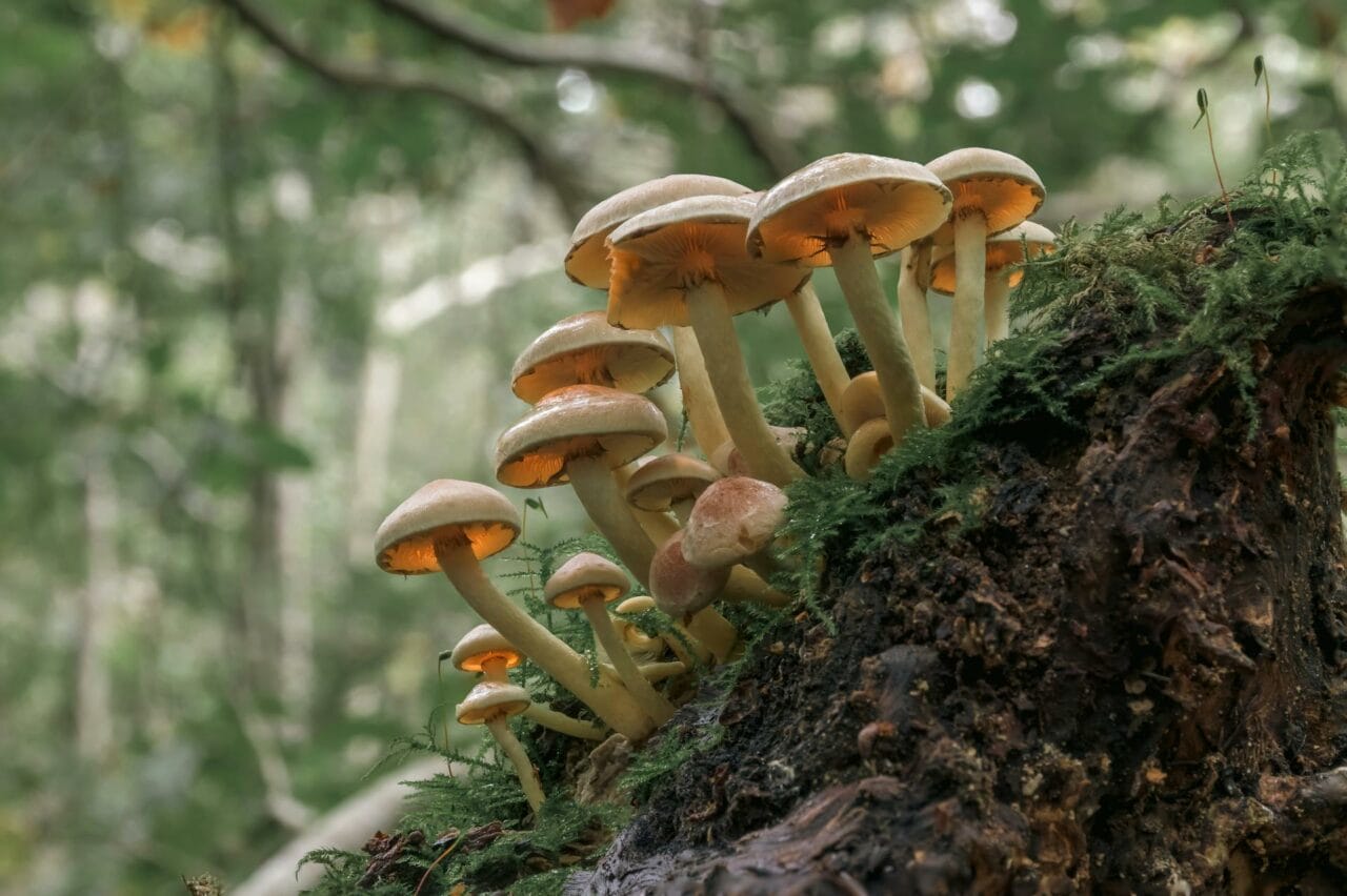 <div>
<h1>Enhancement of Sexual Functioning and Satisfaction through Psilocybin in Magic Mushrooms</h1>
</div>
