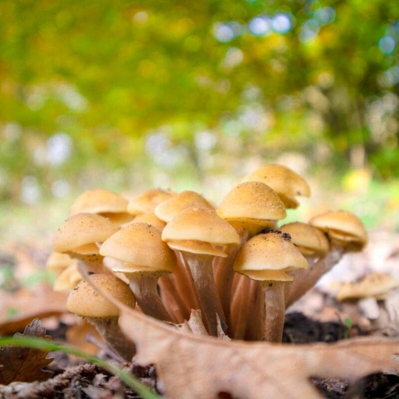 Shrooms Canada | Fungalfriend Canada