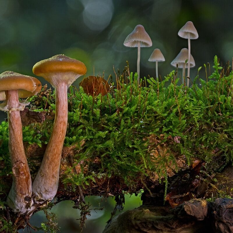 magic mushroom in Canada | Fungalfriend Canada